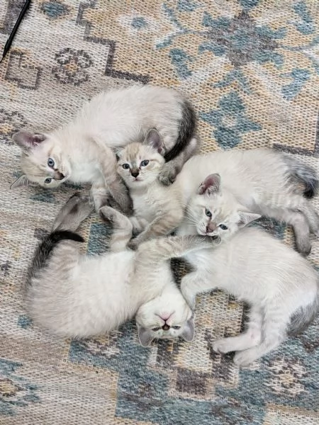 Gattini siamesi Lynx Point  | Foto 0