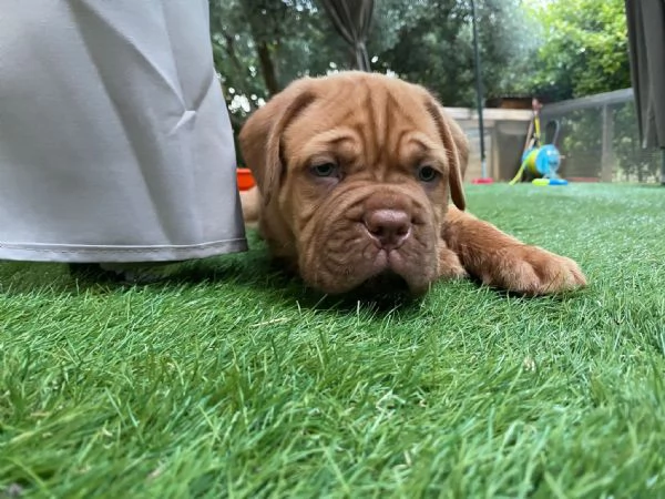 Dogue de bordeaux 