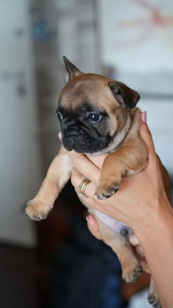 Cucciolata di bulldog francesi, pedigree ENCI