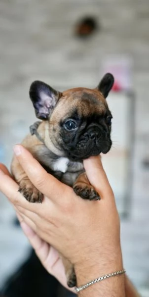 Cucciolata di bulldog francesi, pedigree ENCI | Foto 6