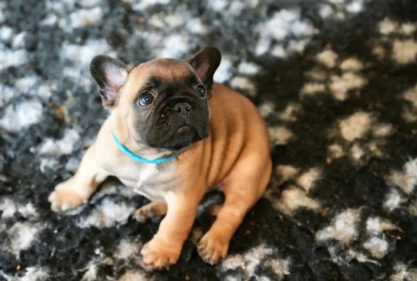 Cucciolata di bulldog francesi, pedigree ENCI | Foto 5