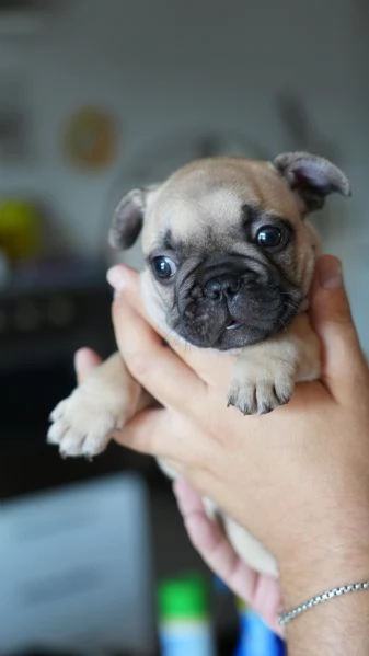 Cucciolata di bulldog francesi, pedigree ENCI | Foto 4