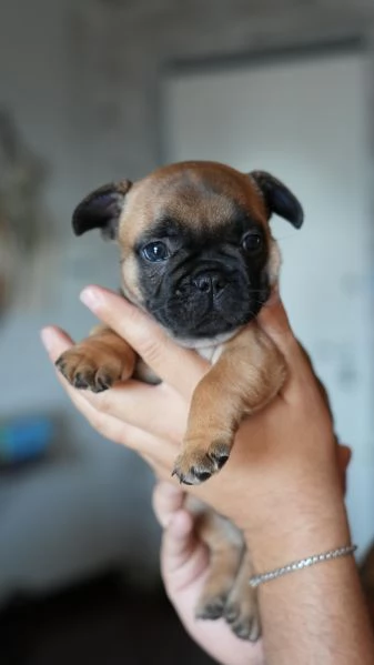 Cucciolata di bulldog francesi, pedigree ENCI | Foto 3
