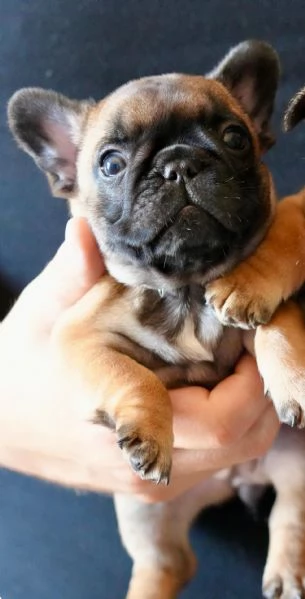Cucciolata di bulldog francesi, pedigree ENCI | Foto 2