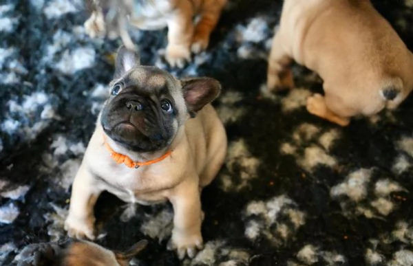 Cucciolata di bulldog francesi, pedigree ENCI | Foto 1