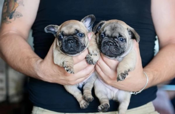 Cucciolata di bulldog francesi, pedigree ENCI | Foto 0