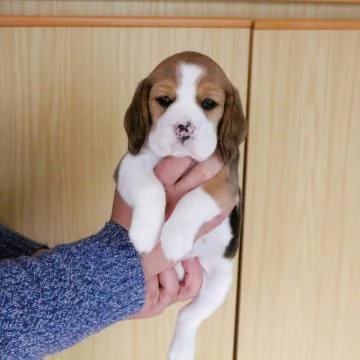 Cuccioli di beagle alta genealogia | Foto 1