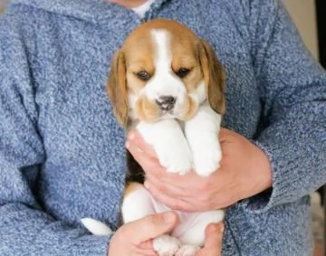 Cuccioli di beagle alta genealogia | Foto 0