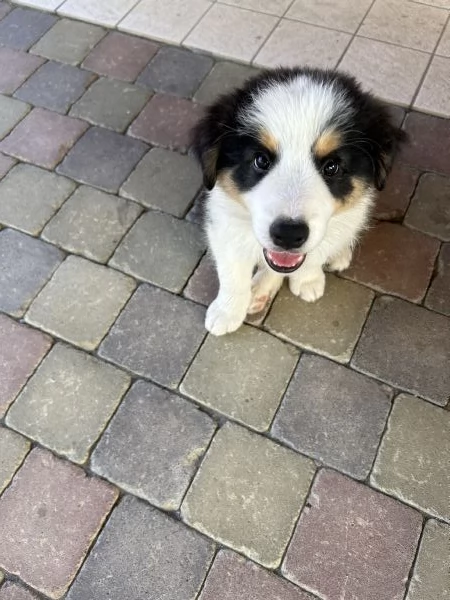 Cuccioli di Border Collie con Pedigree ENCI | Foto 4