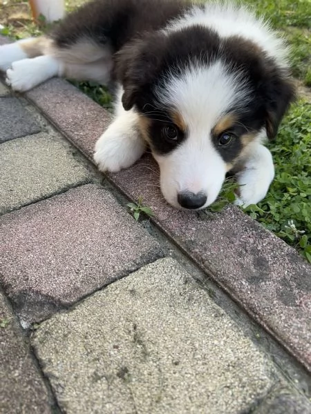 Cuccioli di Border Collie con Pedigree ENCI | Foto 3