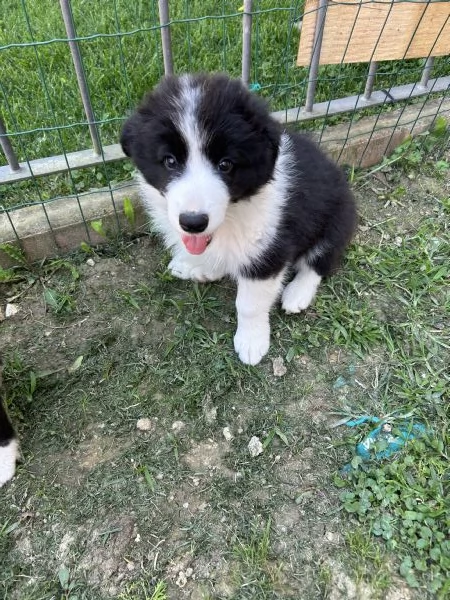 Cuccioli di Border Collie con Pedigree ENCI