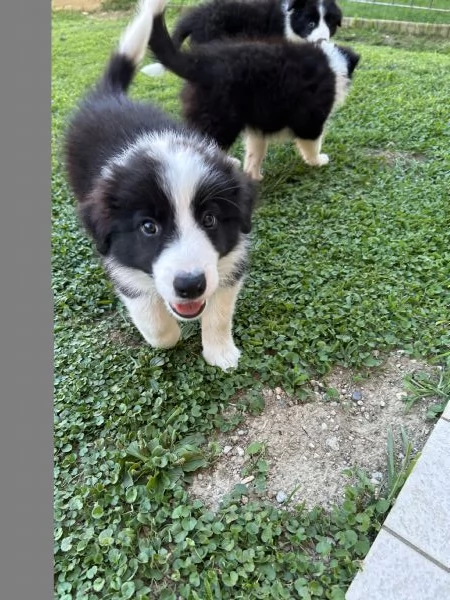 Cuccioli di Border Collie con Pedigree ENCI | Foto 2