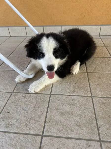 Cuccioli di Border Collie con Pedigree ENCI | Foto 1