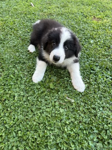 Cuccioli di Border Collie con Pedigree ENCI | Foto 0