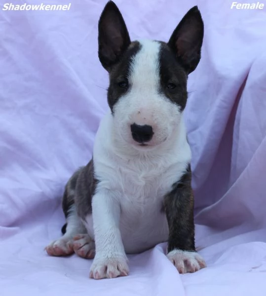 Cuccioli di Mini Bull Terrier | Foto 6