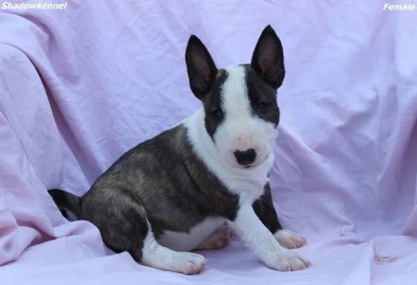 Cuccioli di Mini Bull Terrier | Foto 4