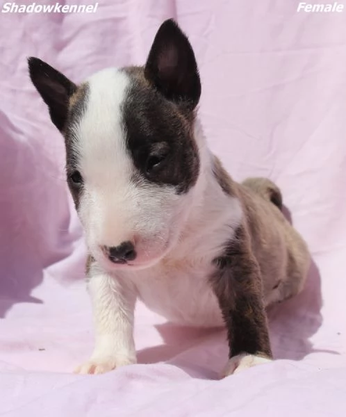 Cuccioli di Mini Bull Terrier | Foto 3