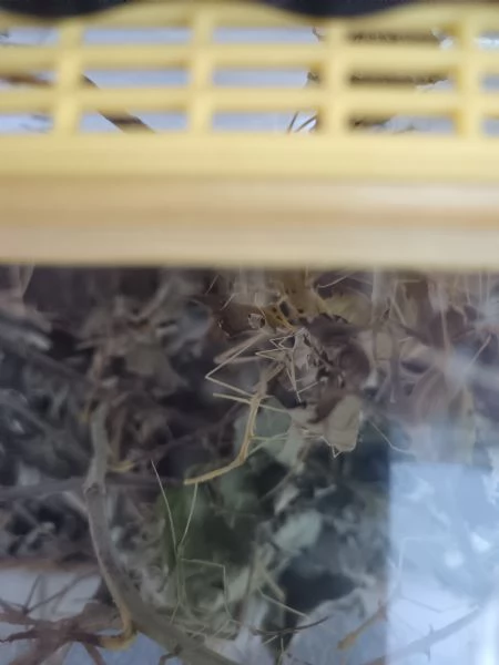 Insetti stecco  | Foto 0