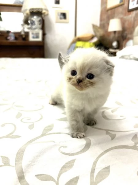 Gattini scottish | Foto 2