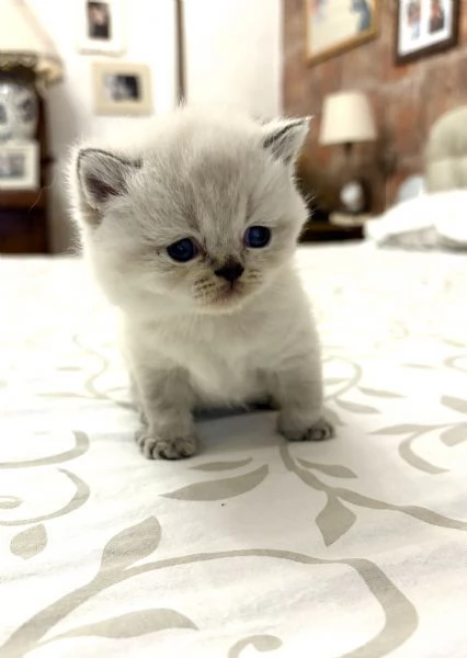 Gattini scottish | Foto 1