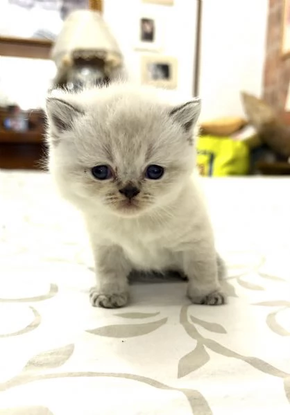 Gattini scottish | Foto 0