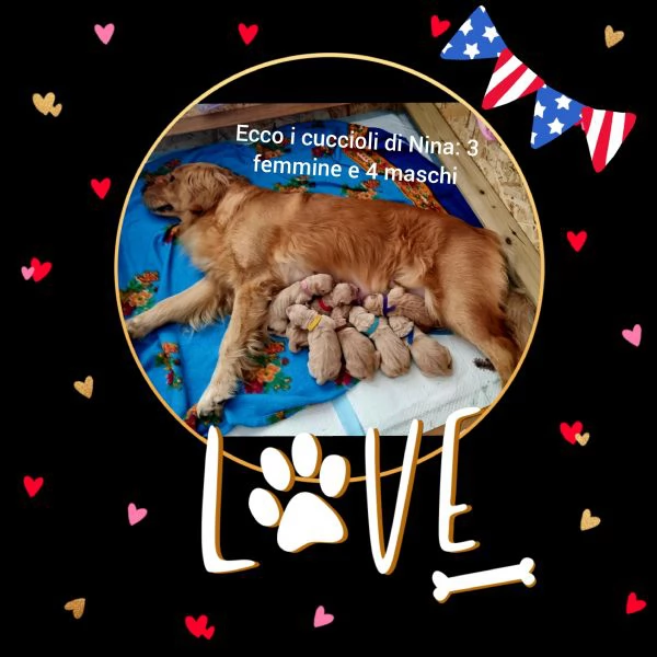 Golden Retriver Americani 100%