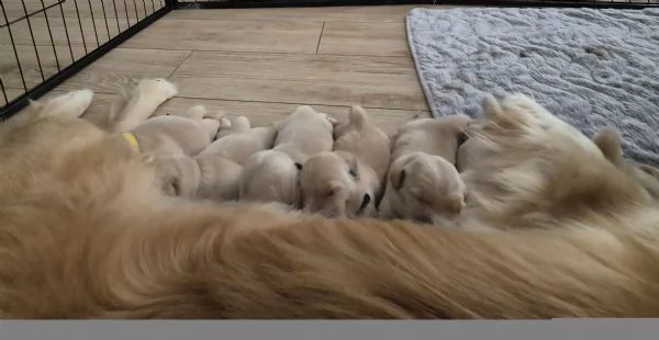 Golden Retriver Americani 100% | Foto 0