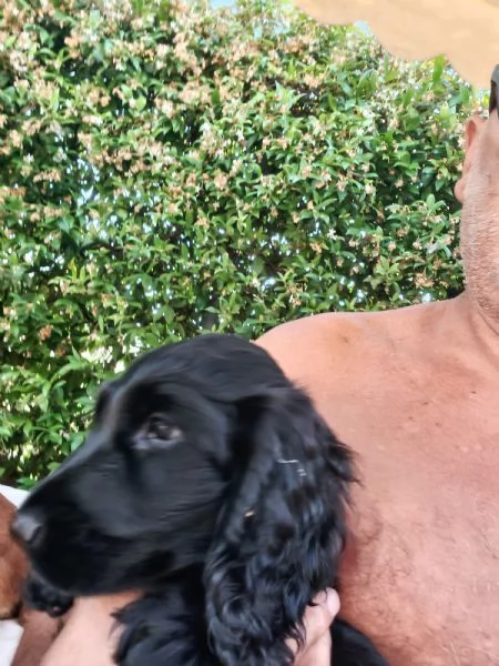 vendo cucciolo di cocker spaniel MASCHIO 