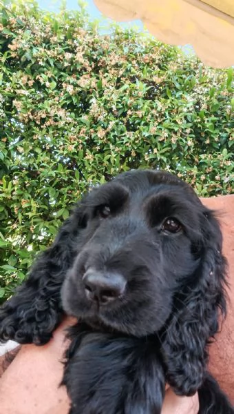 vendo cucciolo di cocker spaniel MASCHIO  | Foto 1