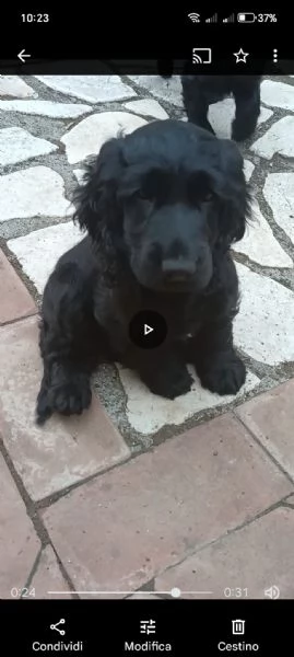 vendo cucciolo di cocker spaniel MASCHIO  | Foto 0
