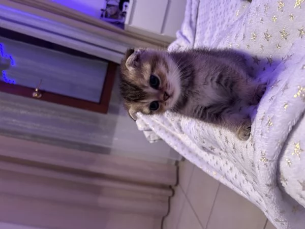 Disponibile gattino | Foto 3