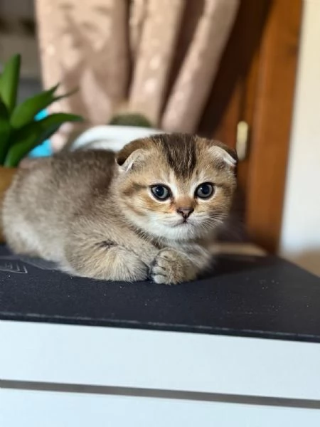 Disponibile gattino | Foto 2