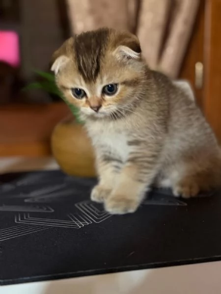 Disponibile gattino | Foto 1