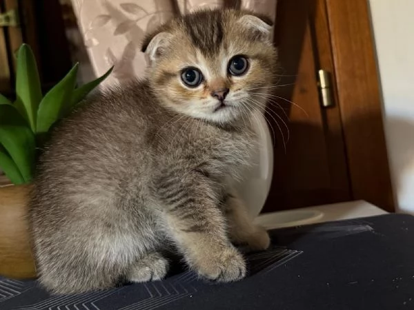 Disponibile gattino | Foto 0