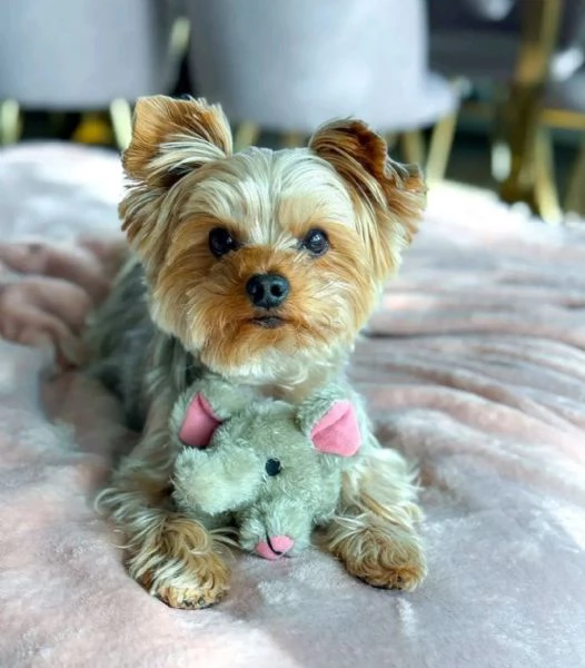 Yorkshire terrier  | Foto 4