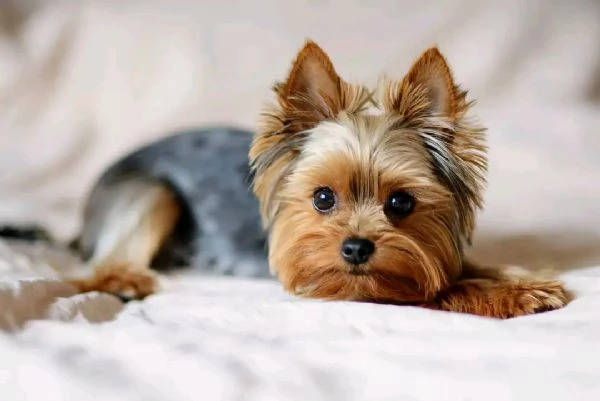 Yorkshire terrier 
