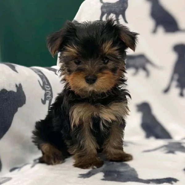 Yorkshire terrier  | Foto 2