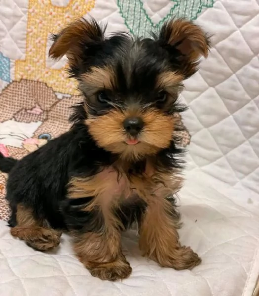Yorkshire terrier  | Foto 1