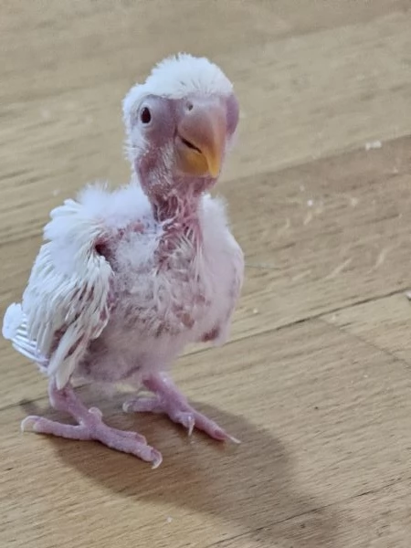 Inseparabili allevati a mano | Foto 4