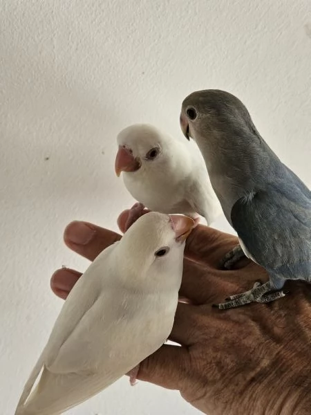 Inseparabili allevati a mano