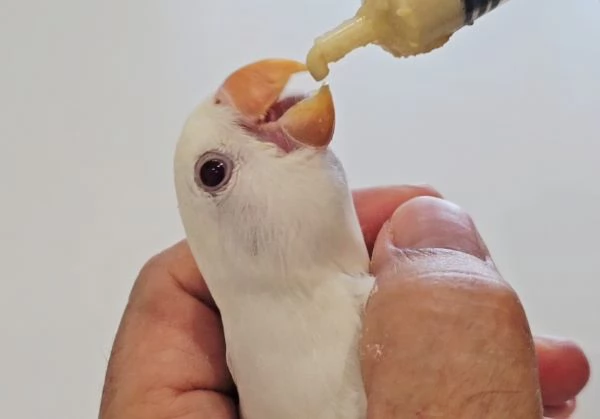 Inseparabili allevati a mano | Foto 3