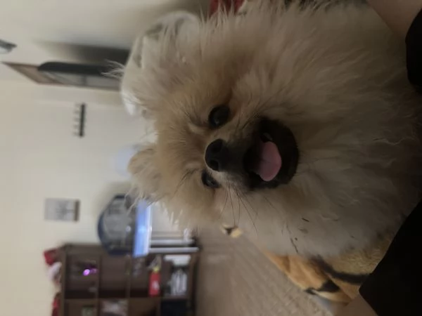 Vengo cucciolo di Pomerania 