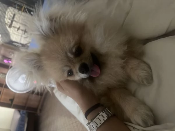 Vengo cucciolo di Pomerania  | Foto 1