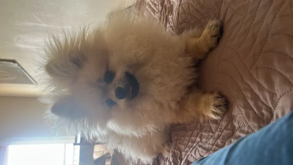 Vengo cucciolo di Pomerania  | Foto 0