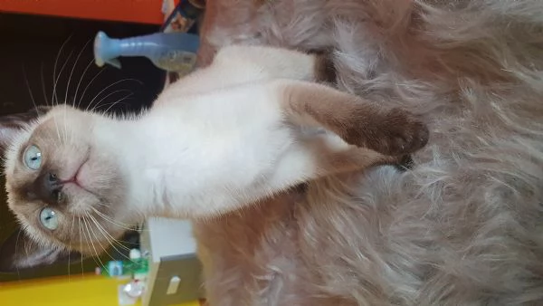 Gattini siamese thai femmina e siamese sacro birmania