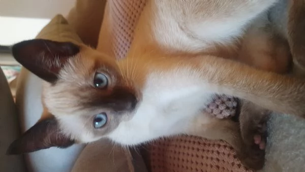 Gattini siamese thai femmina e siamese sacro birmania | Foto 4