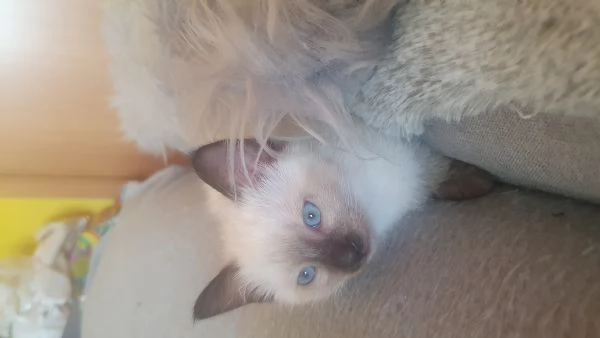 Gattini siamese thai femmina e siamese sacro birmania | Foto 3