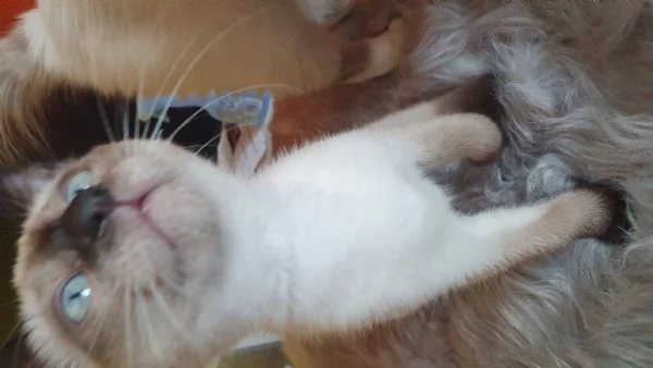 Gattini siamese thai femmina e siamese sacro birmania | Foto 2