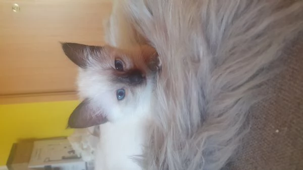 Gattini siamese thai femmina e siamese sacro birmania | Foto 1