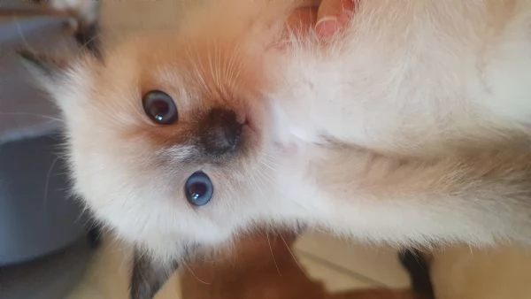 Gattini siamese thai femmina e siamese sacro birmania | Foto 0